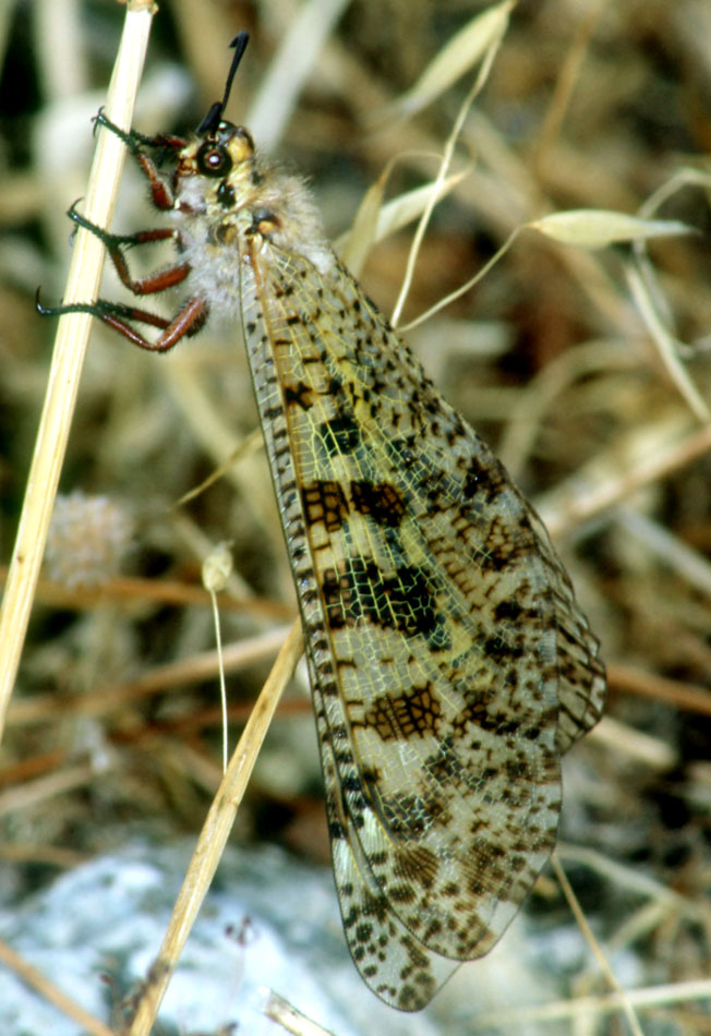 Malformazione alare in Palpares libelluloides (Myrmeleont.)